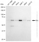 KD-Validated Anti-Src Rabbit Monoclonal Antibody